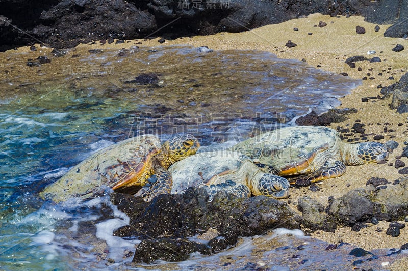 火山海滩上的海龟