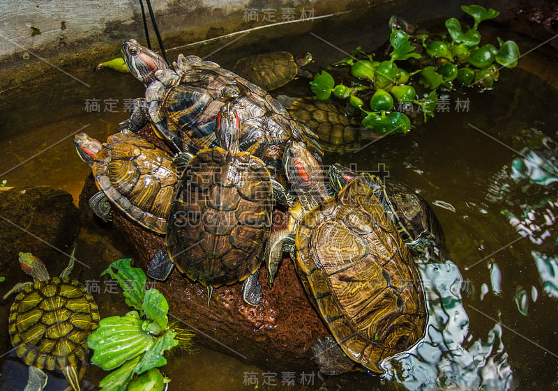 海龟在水围场里爬行，互相爬来爬去。