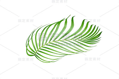 在白色背景上孤立的热带绿色棕榈叶树