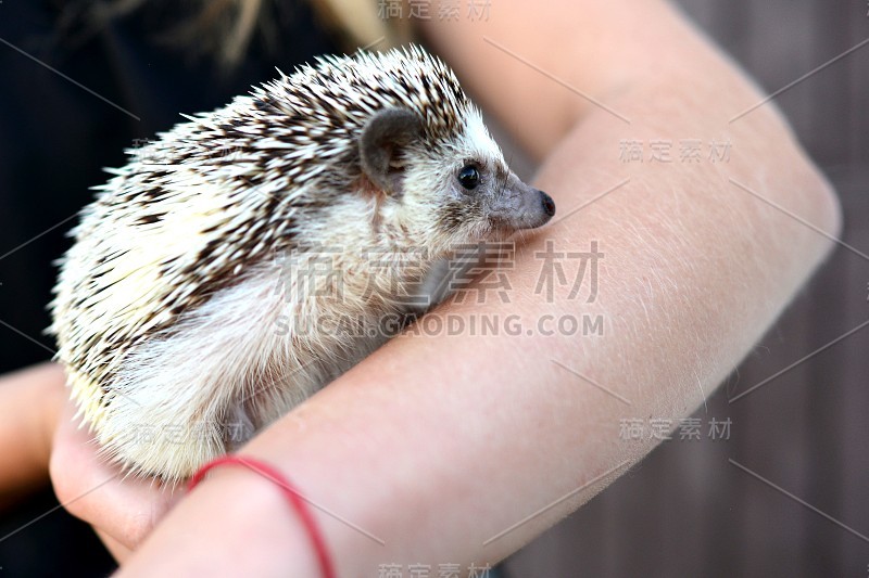 刺猬