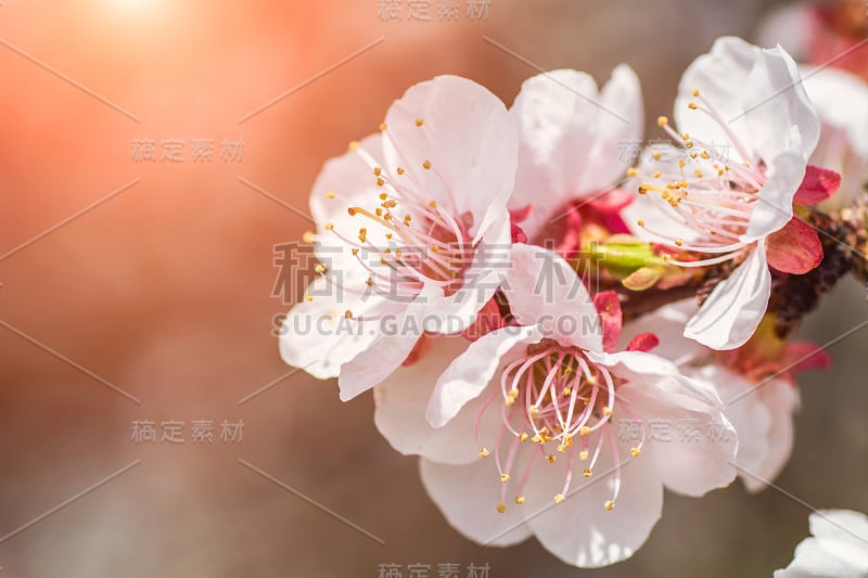 樱花大枝。温柔的春花