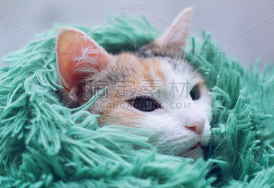 猫睡在毯子下面