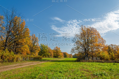 秋天的橡树