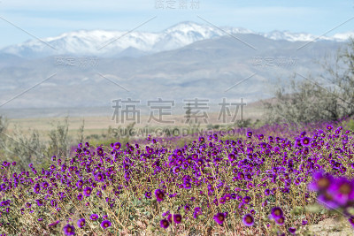 智利阿塔卡马开花沙漠