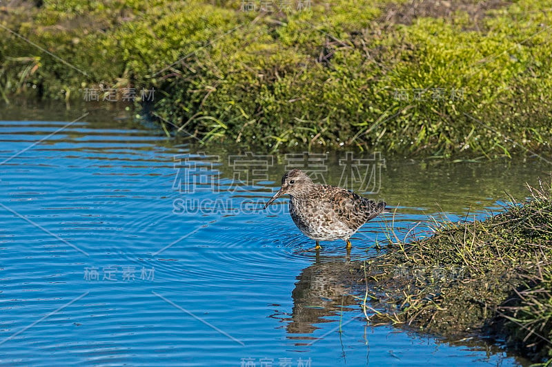 紫鹬(Calidris maritima)是一种发现于斯瓦尔巴群岛或斯匹次卑尔根群岛的小型滨鸟