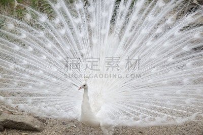 白孔雀