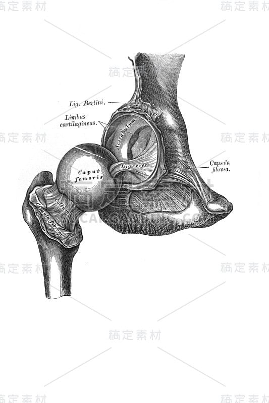 右髋关节，在一本名为《人体解剖学》的旧书中，作者是米什涅夫斯基，1890年，莫斯科