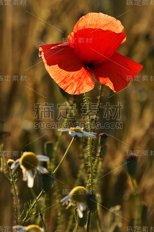 罂粟花和雏菊背光