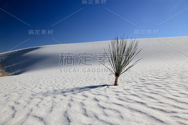 沙丘上的丝兰植物-新墨西哥州白沙国家纪念碑