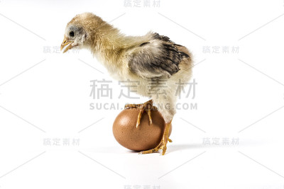 美丽的黄色的鸡