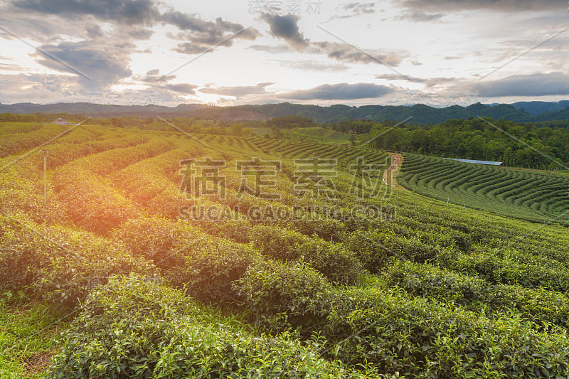 茶园田野上的高山晚霞调