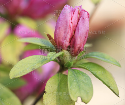 杜鹃花