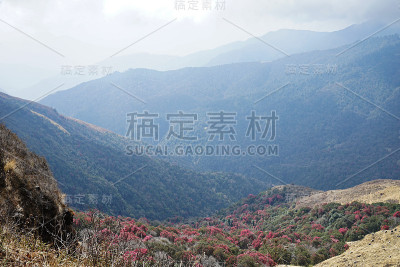 多云的蓝天和雪山与杜鹃树公园，尼泊尔的国花