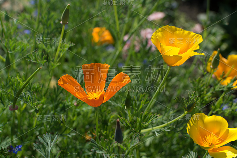 加利福尼亚花或加利福尼亚罂粟的橙色花