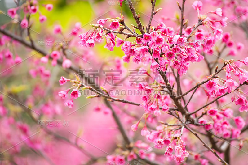 美丽的粉红色樱花。鲜艳的颜色樱花或粉红色樱花柔焦点。泰国。