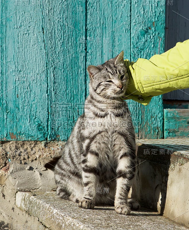 猫和人的肖像，快乐的猫闭上眼睛和手的女人拥抱猫，人们与小猫玩耍。女人拥抱和拥抱她的灰色家猫宠物。太阳