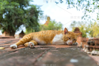 住在寺庙的猫。在泰国。