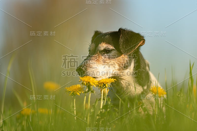 一个小可爱的杰克罗素梗狗的肖像在户外的自然对抗蓝天