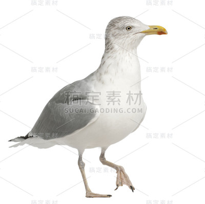 欧洲银鸥，Larus argentatus, 4岁，在白色背景下行走