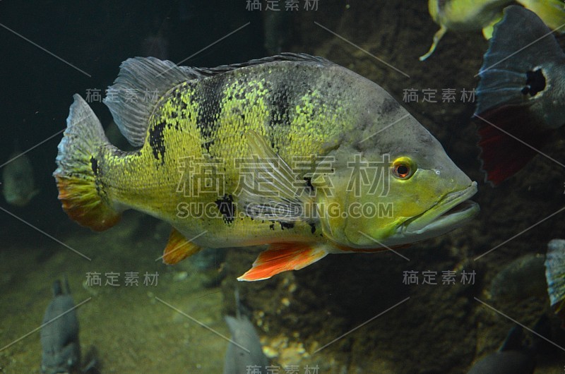 柏林水族馆里的热带鱼