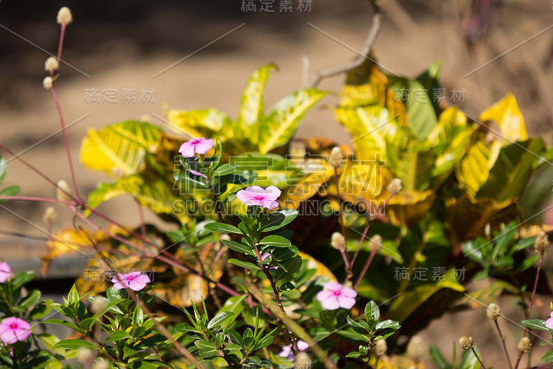 柔软的粉红色Catharanthus玫瑰花