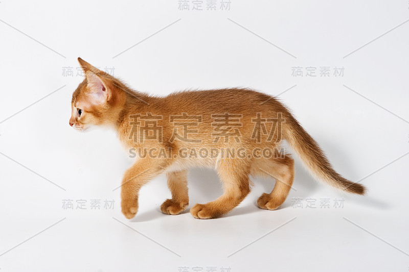 阿比西尼亚的小猫