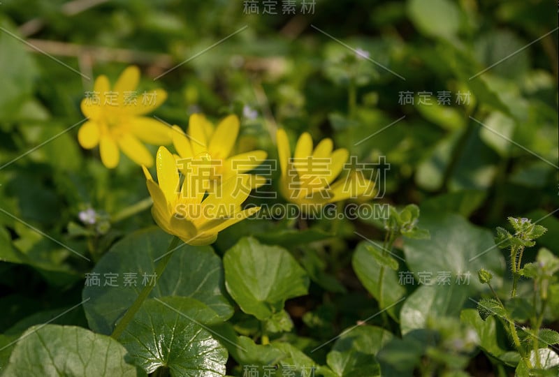 花在森林下的小雪碧(Ficaria verna)在四月的森林