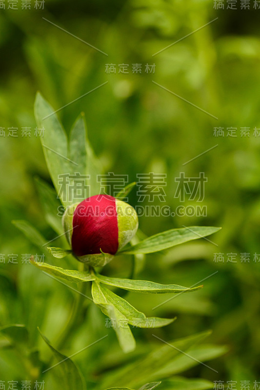 春天的花园里，新鲜的牡丹花蕾未开放