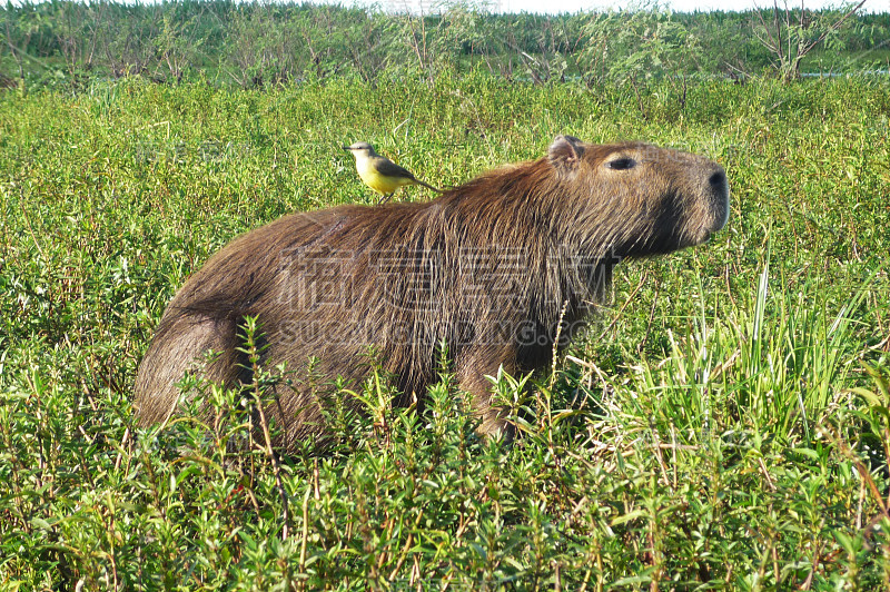 鸟坐在capybaraÂ ' s back - Esteros del Ibera，阿根廷