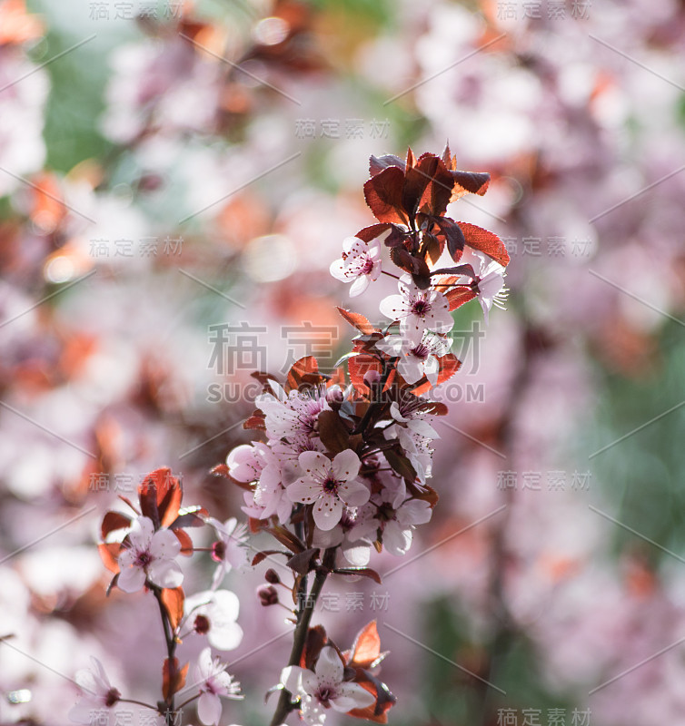 粉红色的樱桃梅花，紫色的叶子树，黑樱桃，细部，树枝，花，树，土耳其樱桃，野梅树，野梅花盛开在美丽的春