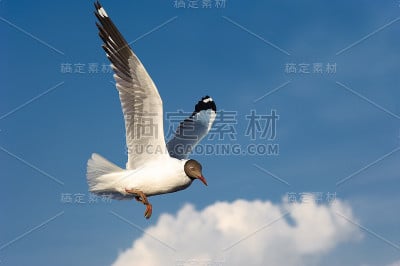 海鸥