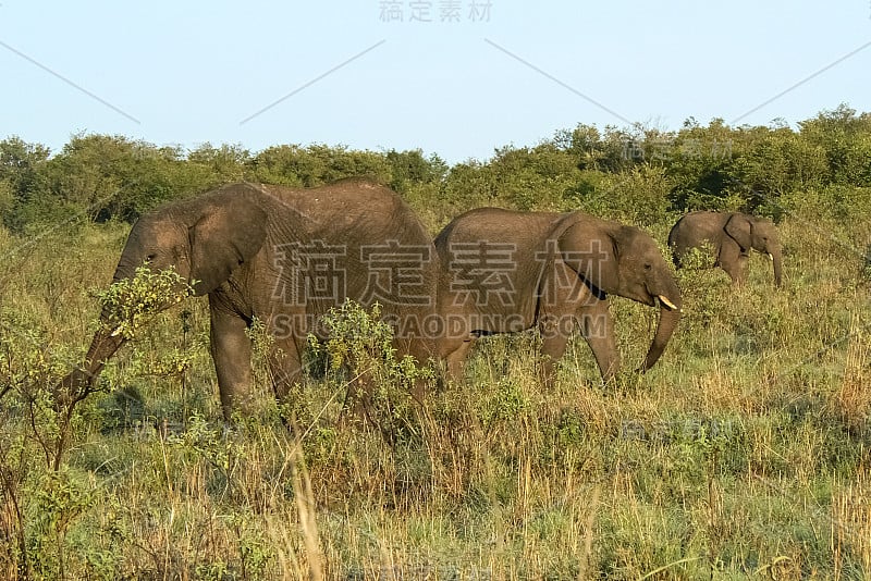 肯尼亚萨凡纳野生动物园的大象