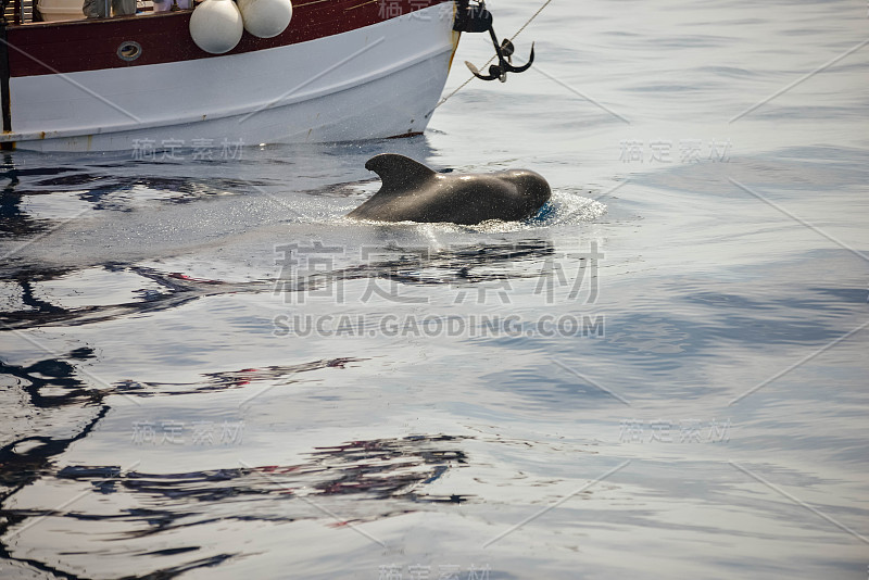 pretty little whales visible on an excursion to th