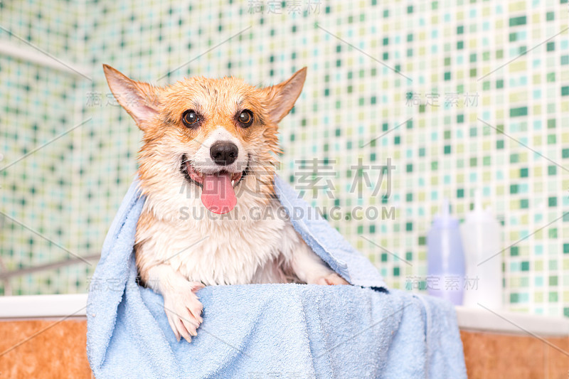 柯基犬用毛巾在浴室洗完后