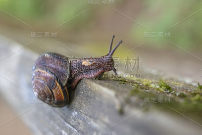 森林中的欧洲棕色花园蜗牛