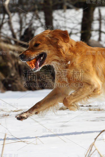 工作的金毛猎犬