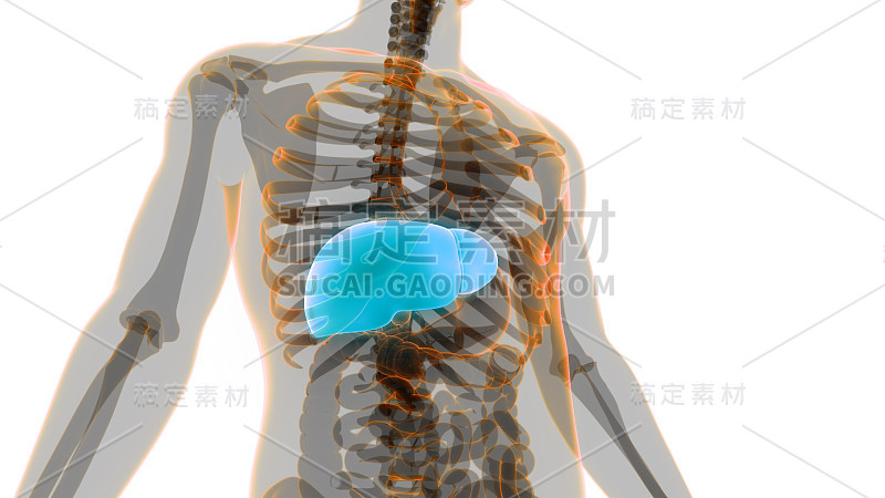 人体内部消化器官肝脏解剖