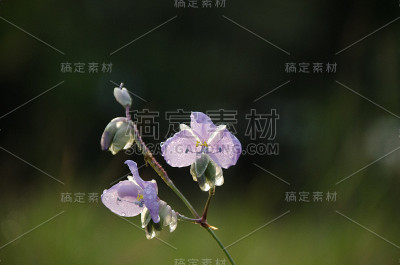紫堇，泰国紫罗兰的冬季花