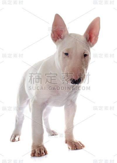 小狗斗牛梗