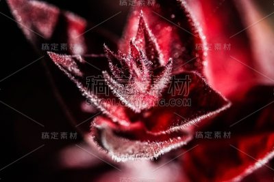 美丽的花