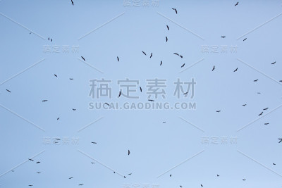秃鹫在蓝天上飞翔