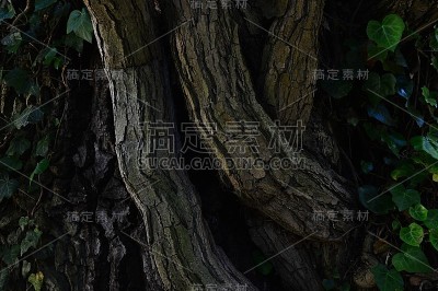 普通常春藤的树干Hedera螺旋缠绕在奥地利橡树栎