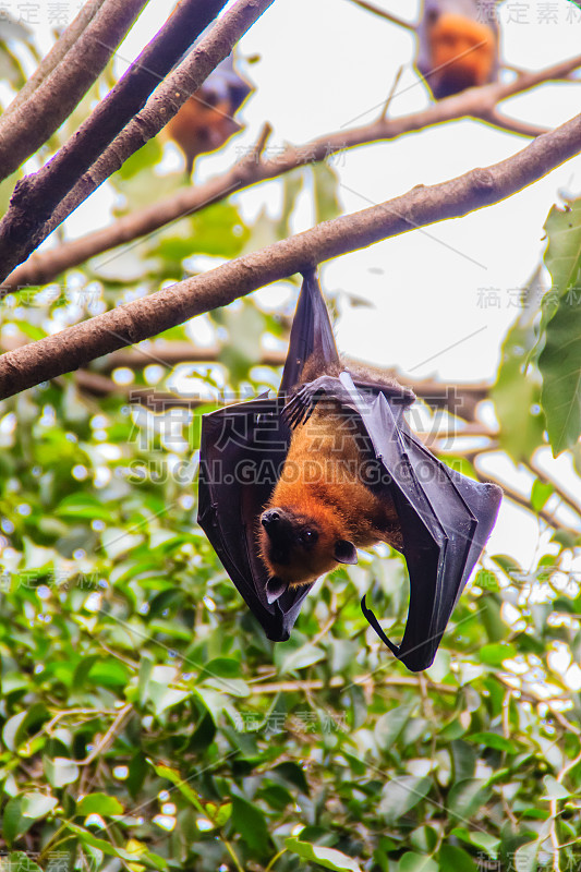 在泰国曼谷的Wat Po，泰国差春骚，用泰语说的Lyle's flying fox, Pteropu