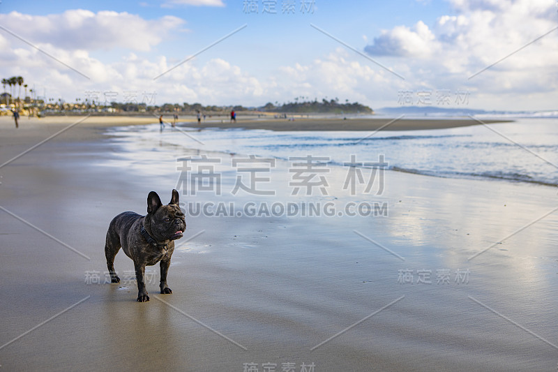 湿沙上的法国斗牛犬