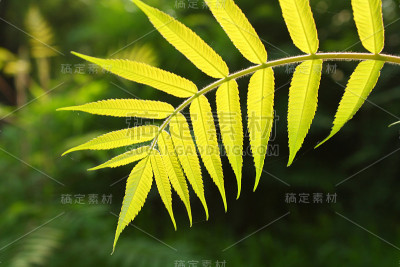 绿色的叶子