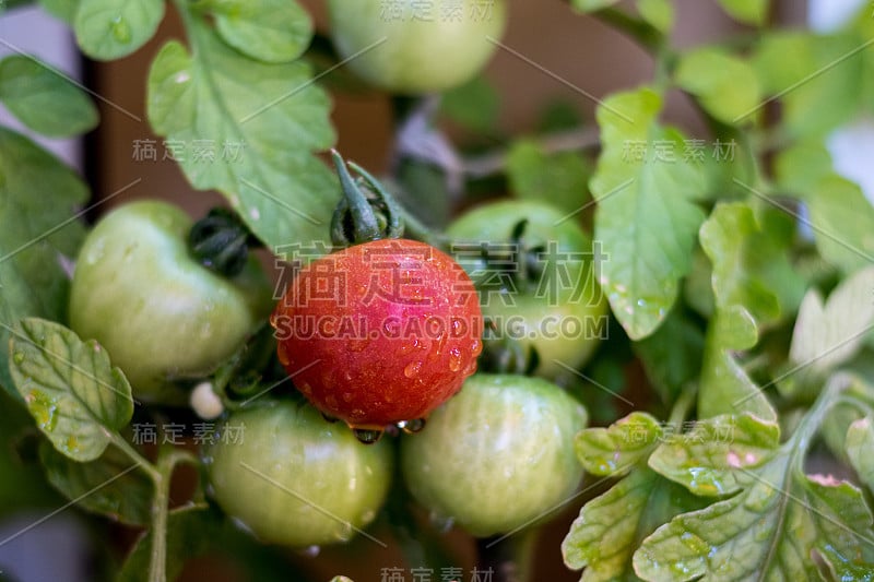 小花园番茄养殖场