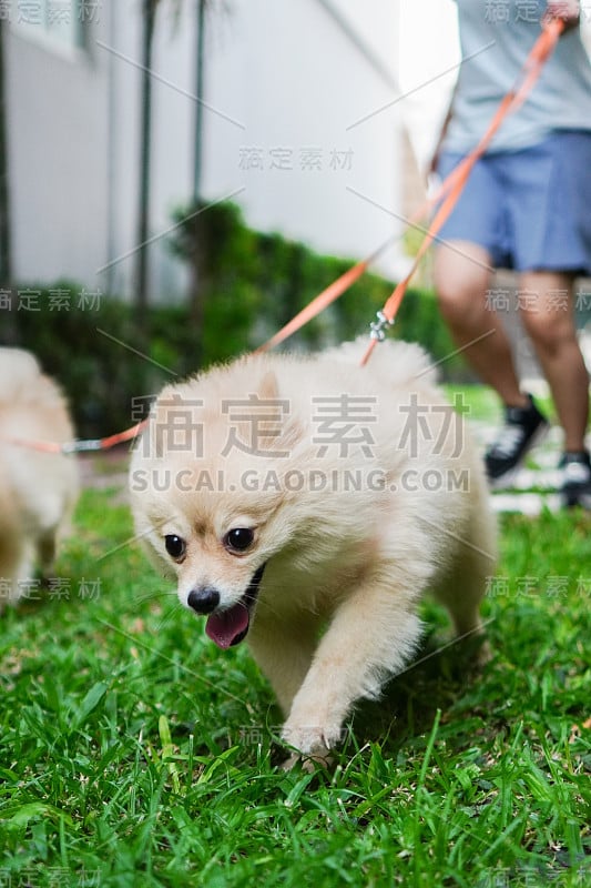 放松的时间，宠物主人可以带着两种小狗或博美犬散步和跑步