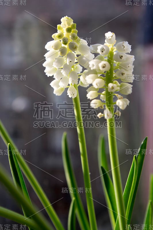 杏树开花，白葡萄风信子开花，