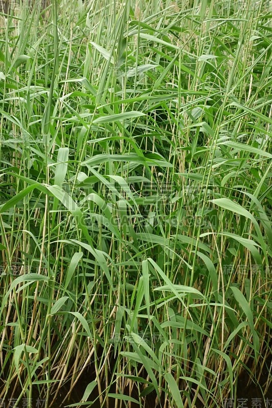 繁盛茂盛，枝叶茂盛