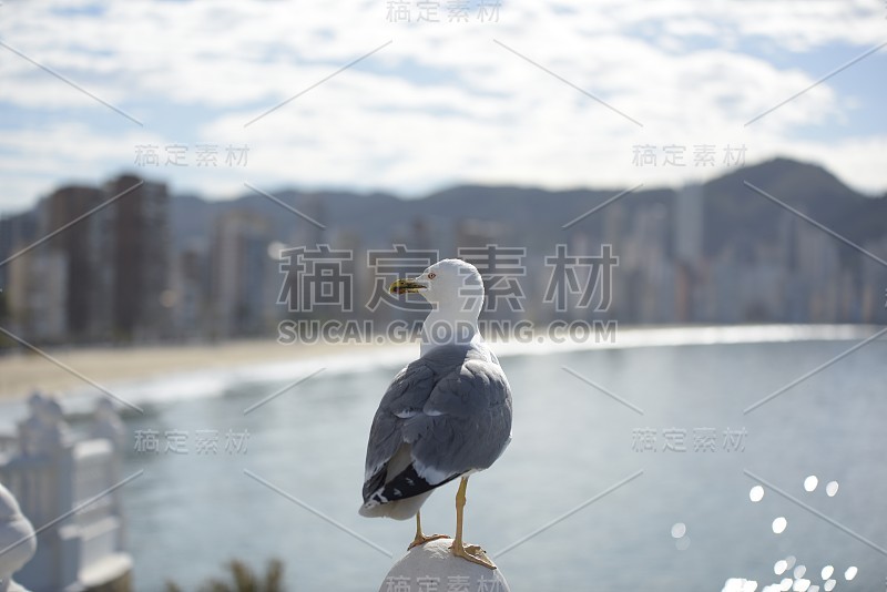 海鸥Larus Michahellis在大海中觅食。